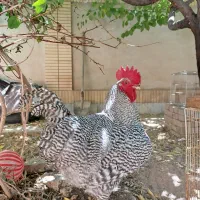 آمروک خروس امروک اصیل