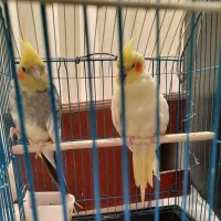 فروش یک جفت عروس هلندی دستی نر و ماده|پرنده|شیراز, شهرک جماران|دیوار