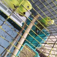 فروش مرغ عشق جفت