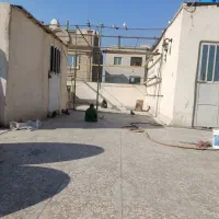 کفتر یاکبوتر