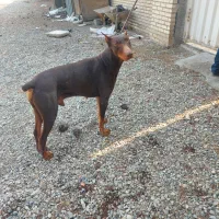 سگ دوبرمن اماده جفت|سگ|کهریزک, |دیوار