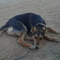 واگذاری سگ|سگ|خلیل آباد, |دیوار