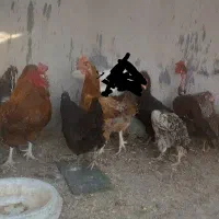 مرغ کوردی تخمگذار درشت و سالم بادوعددخروس.|حیوانات مزرعه|ایلام, |دیوار