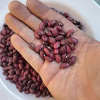 لوبیا قرمز درجه ۱