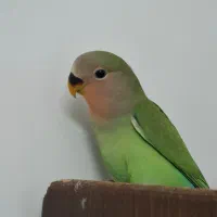 کوتوله ۲ماهه