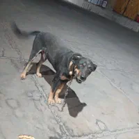 سگ گم شده|حیوانات|یزد, |دیوار