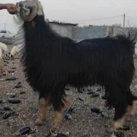 نری فروشی