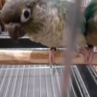 گرنچیک تراکویست|پرنده|کرج, عظیمیه|دیوار