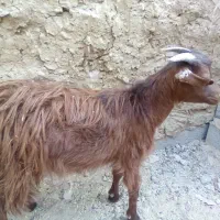 شنک نر
