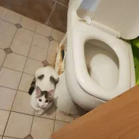 کاردر منزل با ۳ وعده غذا و جای خواب امن