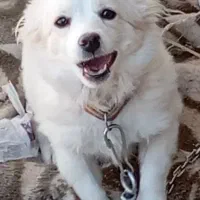 سگ درنظامشهر