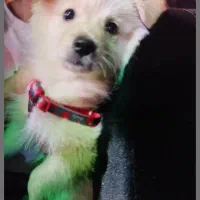 سگ پامر اشپیتز|سگ|اهواز, کوی فرهنگیان ۱|دیوار