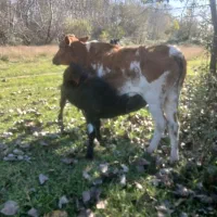 گاوباگوساله نر|حیوانات مزرعه|آستانه اشرفیه, |دیوار