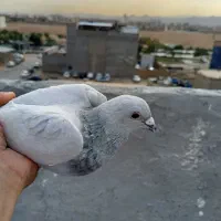 کبوترشامی
