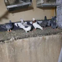 کبوترشهرستانی ۱۱تا ومرغ عشق وفنج گلدین|پرنده|تهران, سبلان (لشگر)|دیوار