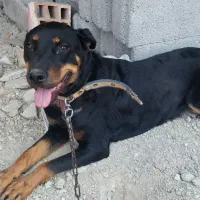 سگ روتوایلر