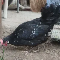 مرغ گلین لری کرچ کپ سهره قناری کبوتر سربری|حیوانات مزرعه|اصفهان, لاله|دیوار