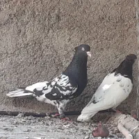 دو جفت کله سیاه|پرنده|فسا, |دیوار