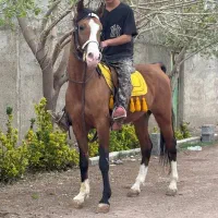 فروش چندین اسب نریون و مادیون