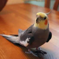 عرس هلندی نر