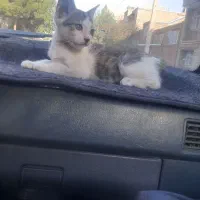 گربه