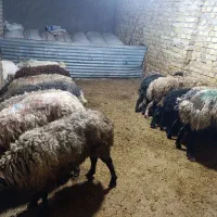 فروش 12راس میش آبستن سنگین