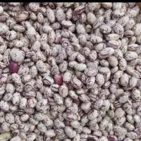 لوبیا چیتی ایرانی درجه یک