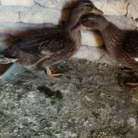 اوردک 2تاشم ماده لاله لال بی سروصدا