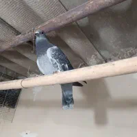 جان اردن|پرنده|شوش, |دیوار