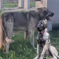 توله ماده4ماهه