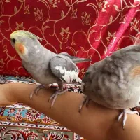 عروس هلندی سخنگو جفت|پرنده|تهران, بهمن یار|دیوار
