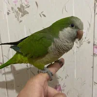 راهب گرینچیک