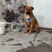 واگزاری سگ پیت بول