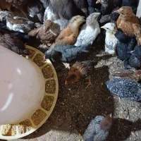 جوجه مرغ خروس بلدرچین