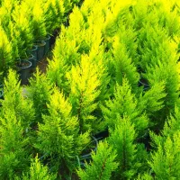 فروش لاوسون گلدان ۱۰ و ۷|گل و گیاه طبیعی|چالوس, |دیوار