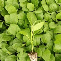 نشا گوجه،فلفل،بادمجان،کرفس|خدمات باغبانی و درختکاری|شوشتر, |دیوار