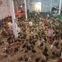 بوقلمون یک ماهه 600گرم