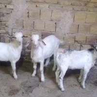 نر بز وبزغاله نر|حیوانات مزرعه|فریمان, |دیوار