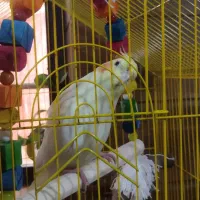 یک جفت عروس هلندی نرو ماده|پرنده|فشاپویه, |دیوار