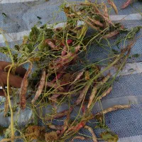 لوبیا درج یک امسال چیتی 450 از پنج کیلو به بالا