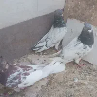 کبوتر|پرنده|شیراز, کرونی(خاتونک)|دیوار