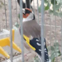 سهره باغی بی ایراد استاد