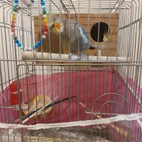 عروس. هلندی