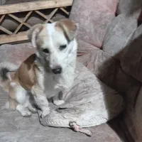 دو سگ پیدا شده|سگ|گلبهار, شهر جدید گلبهار|دیوار