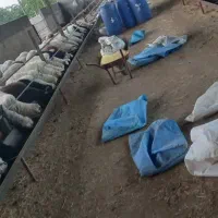 فروش ۲۰۰راس بره