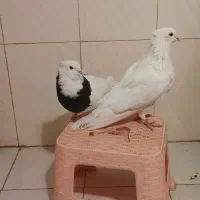 کفتر پرشی نسل دار|پرنده|شاهدشهر, |دیوار