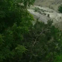 باغ انگور ر زیارت