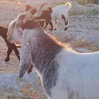 فروش یک راس چبش پاکستانی