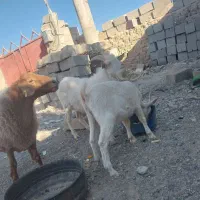 فروشی|حیوانات مزرعه|سیب و سوران, |دیوار