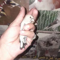 فروش جوجه سیره قدیمی و سرحال قد قواره دارو کشیده|پرنده|اسلام‌‌آباد غرب, |دیوار